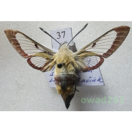Hemaris fuciformis (Linnaeus, 1758) Czech37